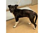 Adopt Percy a Black Mixed Breed (Large) / Mixed dog in Chamblee, GA (41231165)