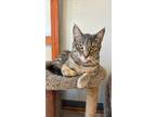 Adopt Shire a Domestic Shorthair / Mixed (short coat) cat in Fond du Lac
