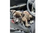 Adopt Bosa a Brindle American Pit Bull Terrier / German Shepherd Dog / Mixed dog