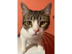 Adopt Cindy Lou a Domestic Shorthair / Mixed (short coat) cat in LaBelle