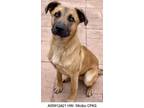 Adopt Frito a Brown/Chocolate Shepherd (Unknown Type) / Mixed dog in Shreveport