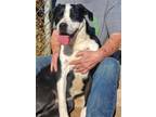 Adopt Poppy a Black - with White Labrador Retriever / Mixed dog in Amarillo
