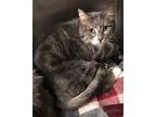 Adopt Alfa a Gray or Blue (Mostly) Domestic Shorthair / Mixed (short coat) cat