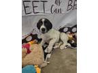 Adopt Georgeann a Black Border Collie / Mixed dog in Wichita Falls