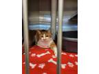 Adopt Cowgirl a White Domestic Shorthair / Domestic Shorthair / Mixed cat in