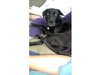 Adopt Duke a Black - with White Mutt / Mixed dog in Gainesville, VA (40559529)