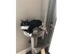 Adopt Lady a Black & White or Tuxedo Domestic Longhair / Mixed (long coat) cat
