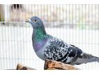 Adopt Soot a Black Pigeon bird in Burlingame, CA (40120503)