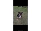 Adopt Maze a Tricolor (Tan/Brown & Black & White) Mutt / Mixed dog in