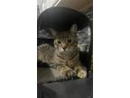 Adopt Aki a Spotted Tabby/Leopard Spotted Bengal / Mixed (short coat) cat in