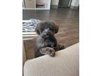 Adopt Bentley a Black - with Tan, Yellow or Fawn Poodle (Toy or Tea Cup) / Mixed