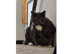 Adopt Maxwell a Gray or Blue (Mostly) Domestic Shorthair / Mixed (short coat)