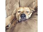 Adopt Luna a Brindle Mutt / Mixed dog in Apple Valley, MN (41231301)