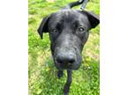 Adopt Chet a Black Labrador Retriever / Mixed dog in Marshall, NC (41231288)