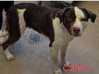 Adopt Calvin a Brown/Chocolate Labrador Retriever / St. Bernard / Mixed (short