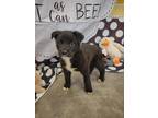 Adopt Sawyer a Black Border Collie / Mixed dog in Wichita Falls, TX (41230937)