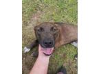 Adopt Ruby 24-D0126 a Black Mixed Breed (Medium) / Mixed dog in Laurinburg