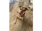 Adopt Nala a Red/Golden/Orange/Chestnut Mutt / Mixed dog in Thibodaux