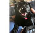 Adopt Betty a Black Labrador Retriever / Mixed dog in Avon, CT (41231107)