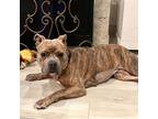 Adopt Lucy a Brindle American Staffordshire Terrier / Boxer / Mixed dog in San