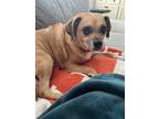 Adopt Prancer a Tan/Yellow/Fawn Puggle / Mixed dog in Houston, TX (41230983)