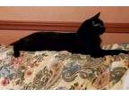 Adopt Feral a All Black Siamese / Mixed (short coat) cat in Indianapolis