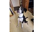 Adopt Ryder a Black - with White American Pit Bull Terrier / Border Collie /