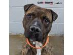 Adopt Eddie a Pit Bull Terrier / Mixed dog in Lexington, KY (41230972)