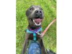 Adopt Slytherin a Black American Staffordshire Terrier / Mixed Breed (Medium) /