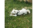 Adopt Ske a White Husky / Mixed dog in Cedar Park, TX (40976894)