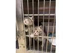 Adopt Tammy TCR11/12 4-12-24 a Gray, Blue or Silver Tabby Domestic Shorthair /