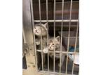 Adopt Tiberius TCR11/12 4-12-24 a Gray, Blue or Silver Tabby Domestic Shorthair