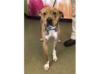 Adopt Riot a Brindle Boxer / Mixed dog in Mt. Pleasant, MI (41230915)