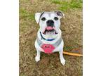 Adopt Lucy a White Mixed Breed (Large) / Mixed dog in Lorton, VA (41105821)