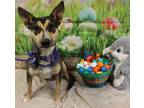 Adopt Adoptable Bambi a Tan/Yellow/Fawn Australian Cattle Dog / Husky / Mixed