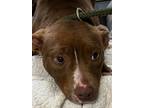 Adopt Penny Lane a Brindle American Pit Bull Terrier / Mixed Breed (Medium) /