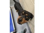 Adopt King a Black Rottweiler / Mixed dog in Silver Springs, NV (41230808)