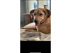 Adopt Leo a Tan/Yellow/Fawn Vizsla / Labrador Retriever / Mixed dog in Austin