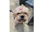 Adopt Trinity a Tan/Yellow/Fawn - with White Lhasa Apso / Mixed dog in