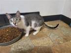 Adopt Gemini a Brown Tabby Domestic Shorthair / Mixed (short coat) cat in
