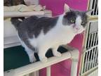Adopt Naomi a Gray or Blue (Mostly) Domestic Shorthair / Mixed (short coat) cat