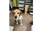 Adopt Rover a Red/Golden/Orange/Chestnut Coonhound / Mixed dog in Florence