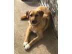Adopt Rusty a Brown/Chocolate - with White Anatolian Shepherd / Great Pyrenees /