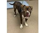 Adopt Generous a Brown/Chocolate Mixed Breed (Large) / Mixed dog in Chamblee