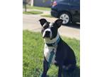 Adopt Zoey a Black - with White American Pit Bull Terrier / Mixed dog in