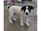 Adopt Jagger a Black Border Collie / Mixed dog in Wichita Falls, TX (41230564)