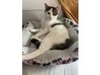 Adopt Finnly a Calico or Dilute Calico Calico / Mixed (medium coat) cat in