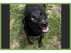 Adopt Rey a Black - with White German Shepherd Dog / Siberian Husky / Mixed dog