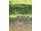 Adopt Ryder a Tan/Yellow/Fawn Labrador Retriever / Mixed dog in Hoover