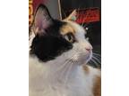 Adopt Gary Cuddles a Calico or Dilute Calico Calico / Mixed (short coat) cat in